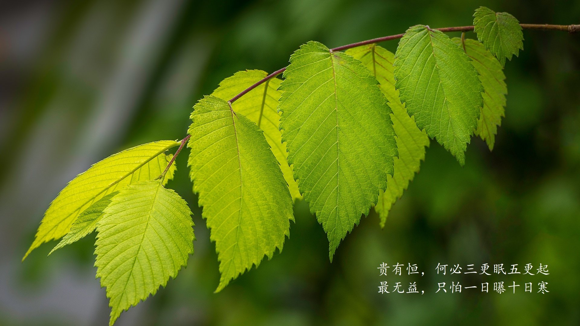 _勇士开启疯狂三分狂潮，无人能挡_，勇士狂风暴雨