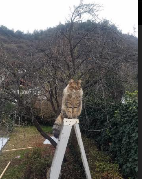 熊猫TV-青岛西海岸主场优势明显，连战连捷，青岛西海岸比赛