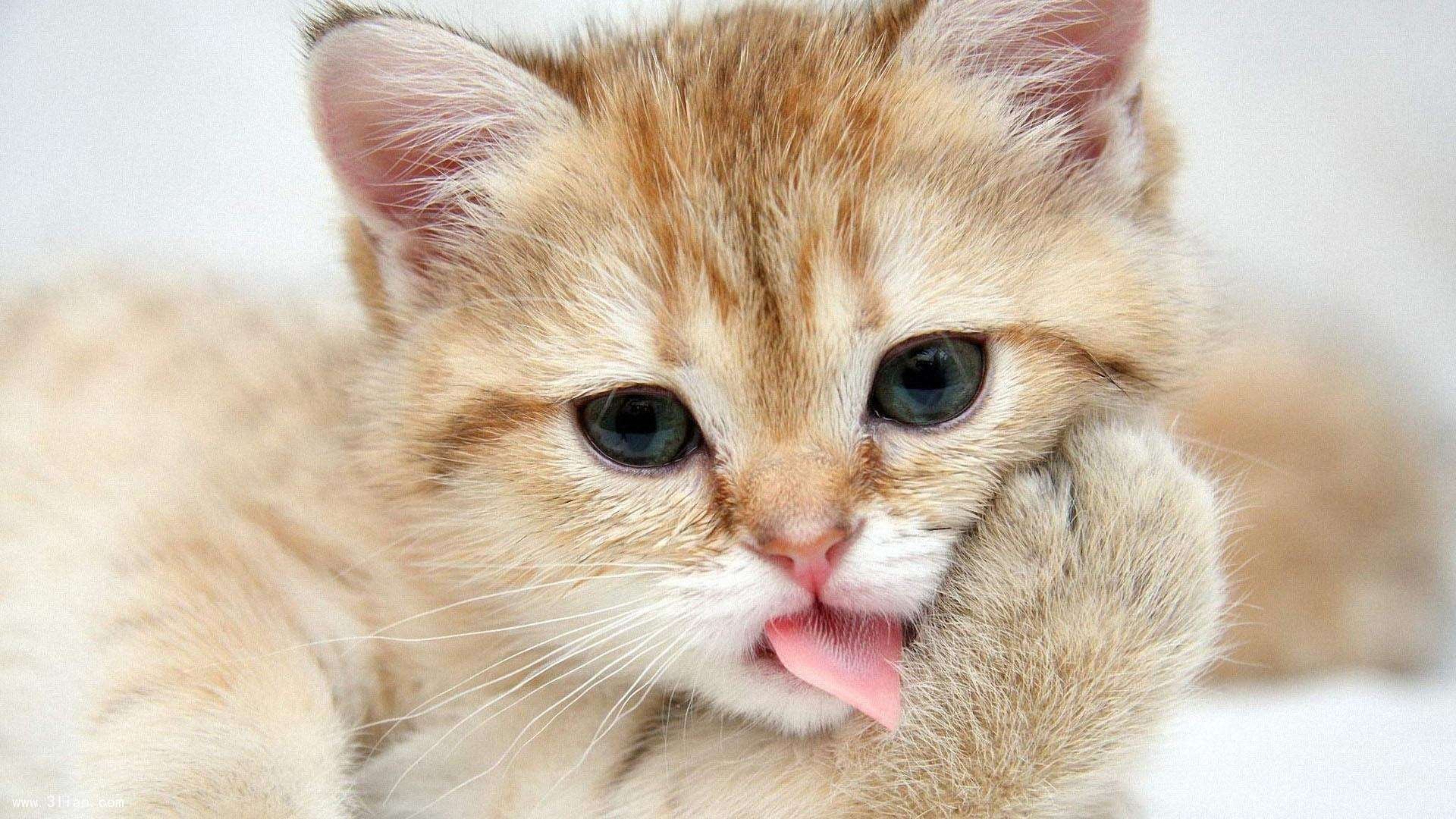熊猫体育直播-力争冠军！亚洲女足选手备战锦标赛，亚洲女足出线队