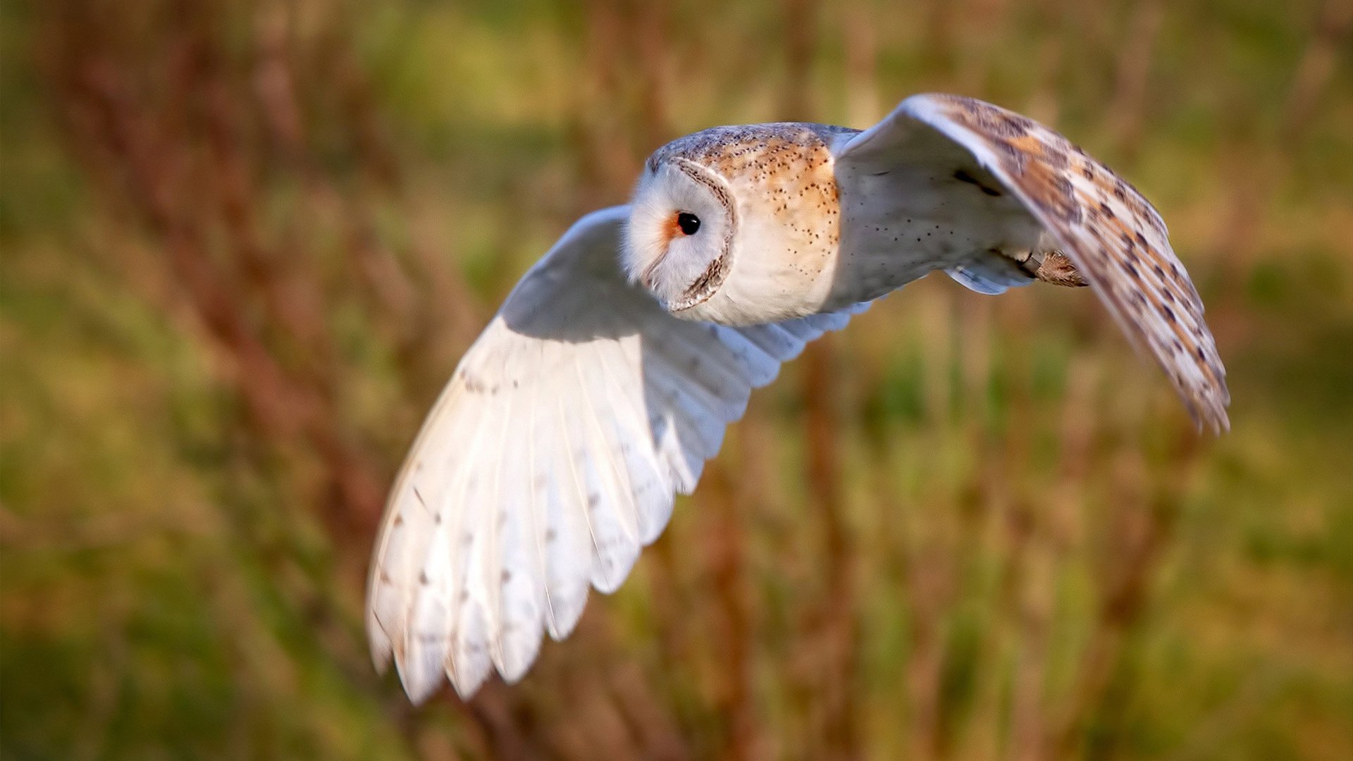 勒沃库森逆转取胜,勒沃库森 转会