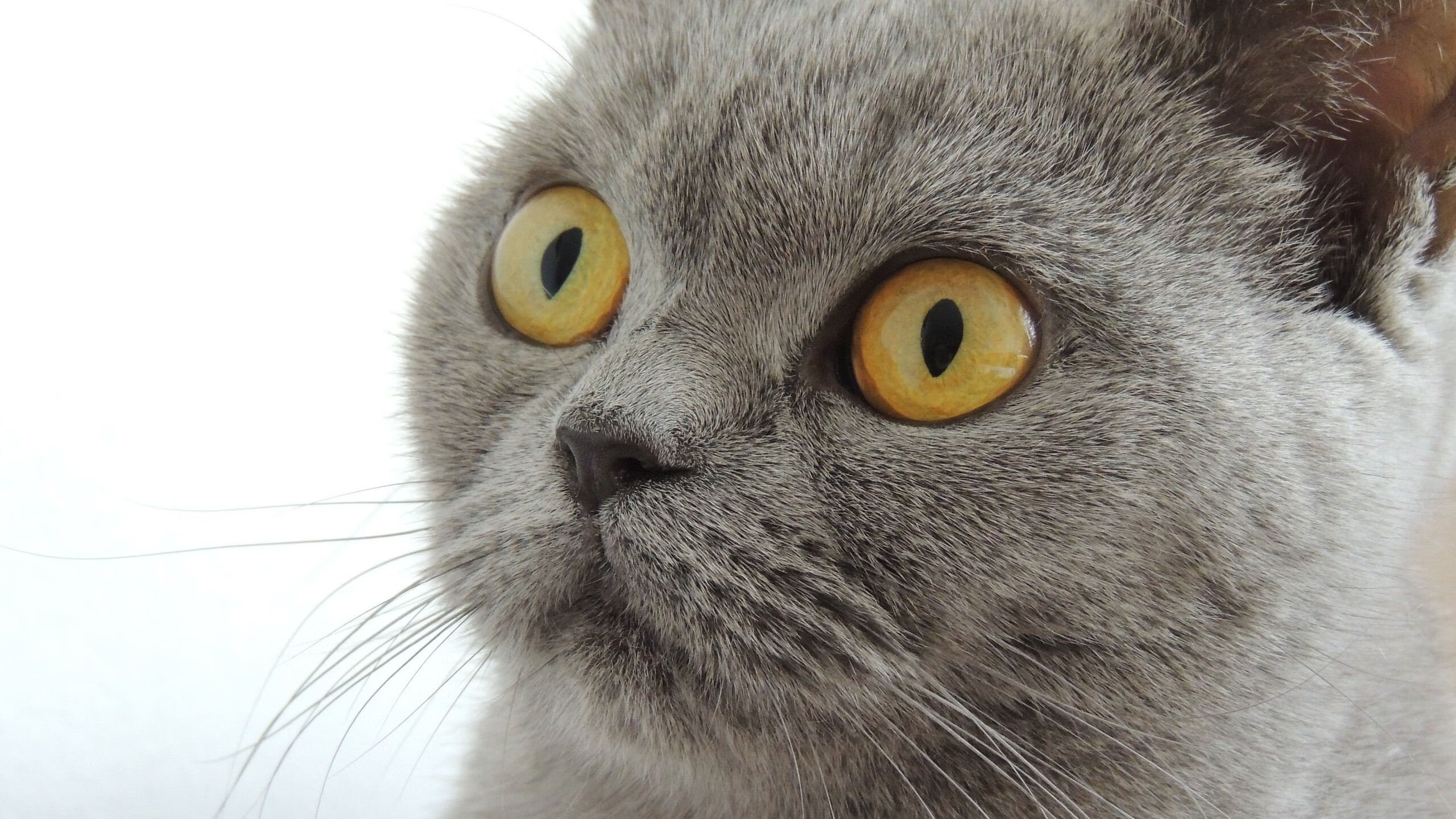 篮球专项技能视频教学资源开发与应用实践，篮球技术教学