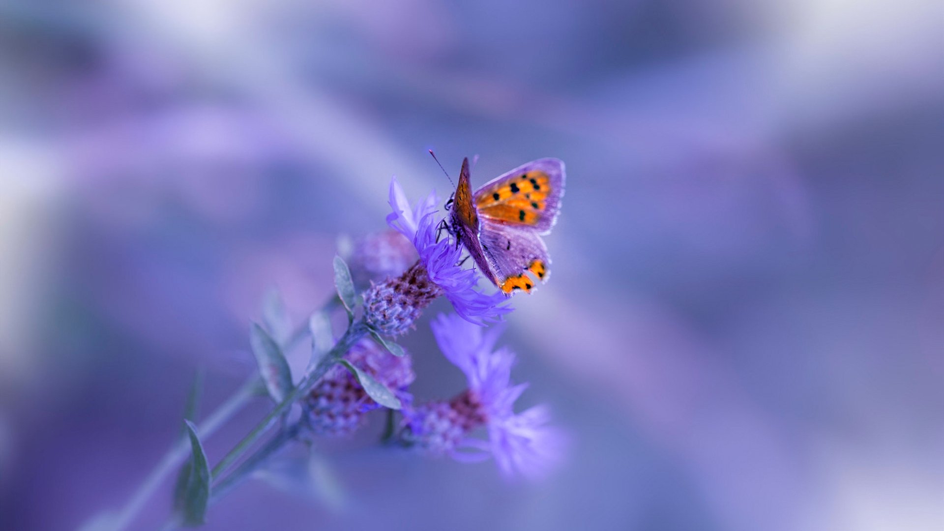 篮球运动员专项技能培训体系设计与创新研究，篮球技能培训心得体会