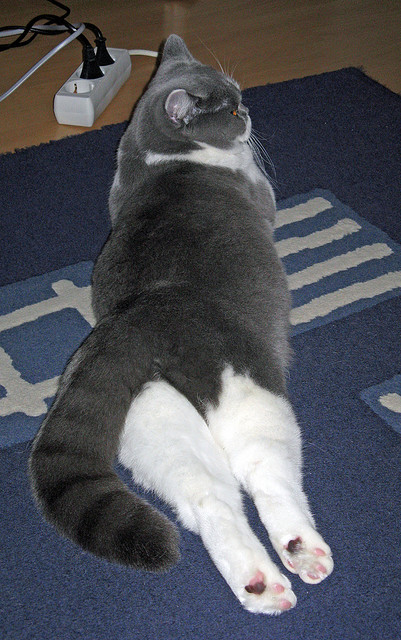 熊猫体育网页版-国际乒联混合团体世界杯赛制变化：德国队的应对之道，国际乒联混双世界排名